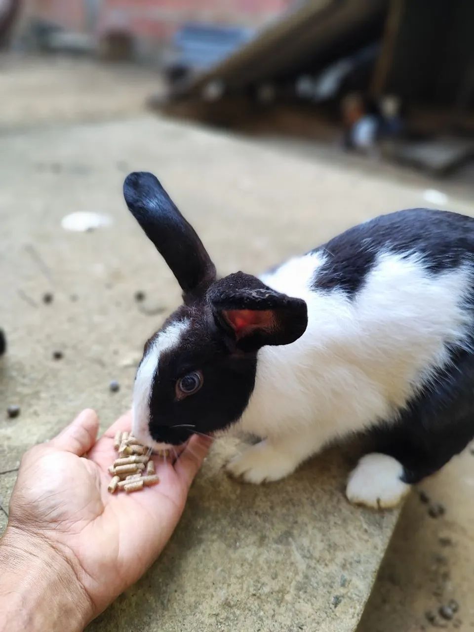 Porquinho da Índia-hamster e coelho - Foto 6