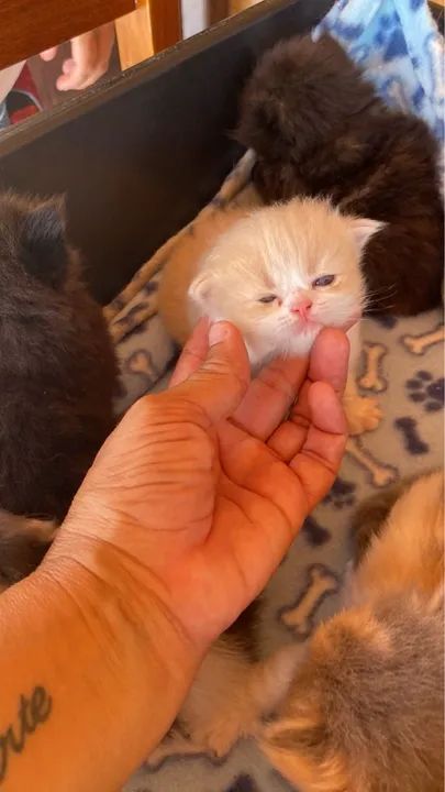 Gatinho Persa disponível para adoção - Foto 2