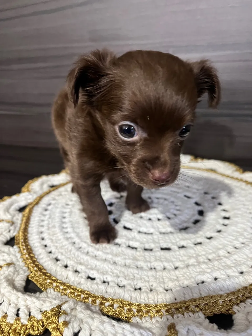 Pinscher (peludinho)