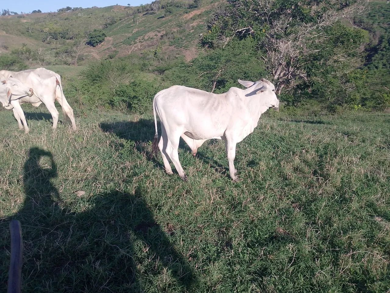 Tabanel de primeira tá com 1ano e 1 mês.