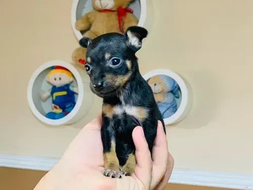 Pinscher Numero 0 - Foto 2