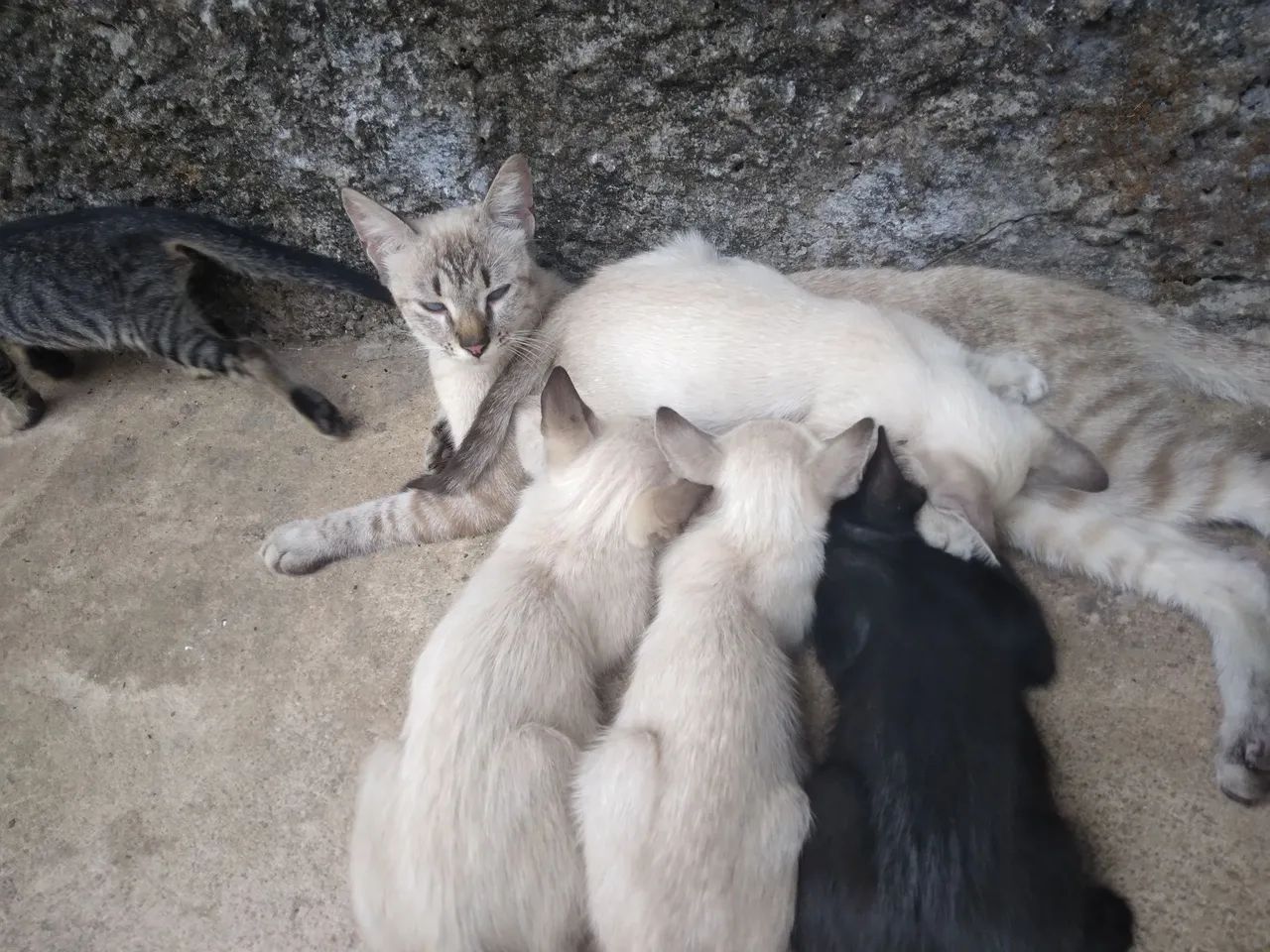 Gatos filhotes para adoção