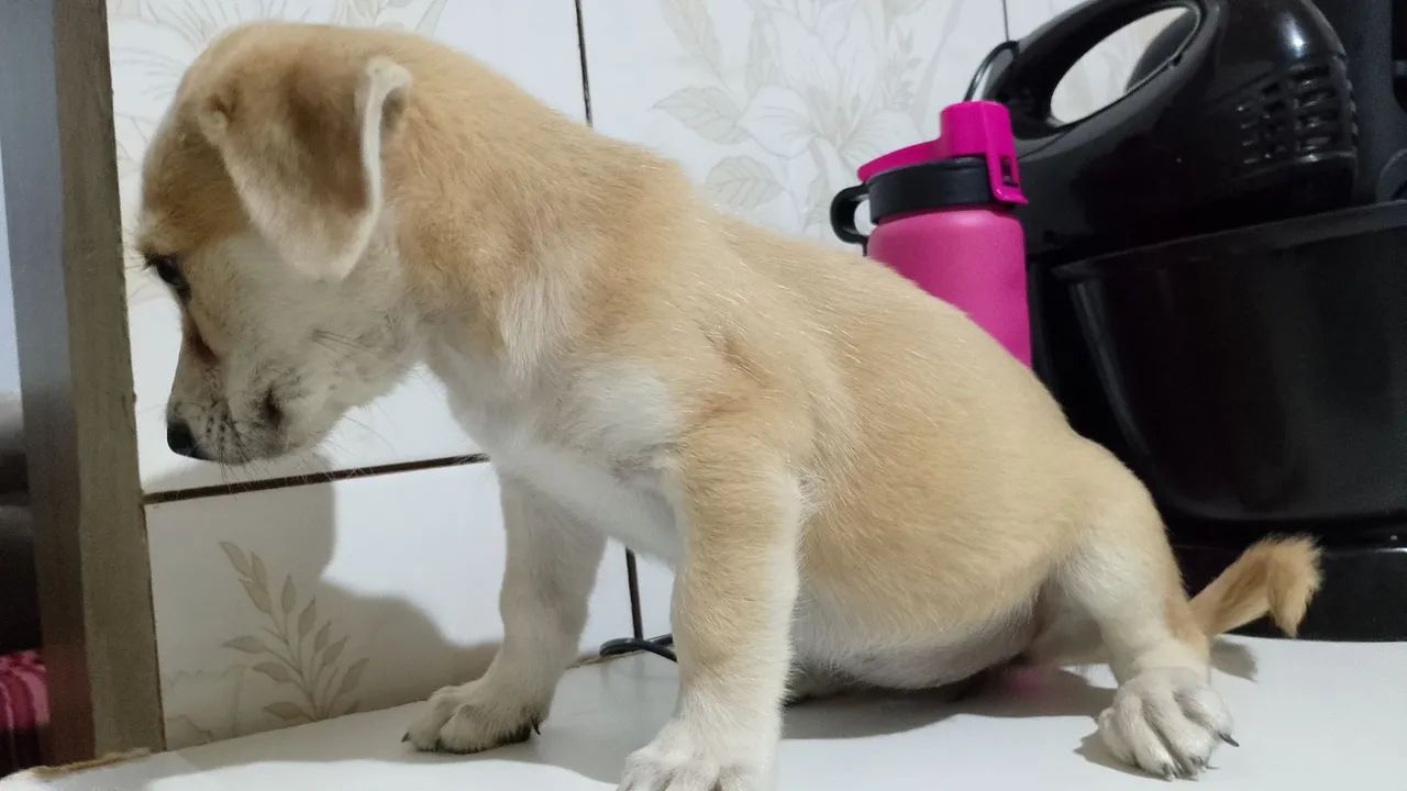 Filhote de cachorro disponível para adoção - Foto 4
