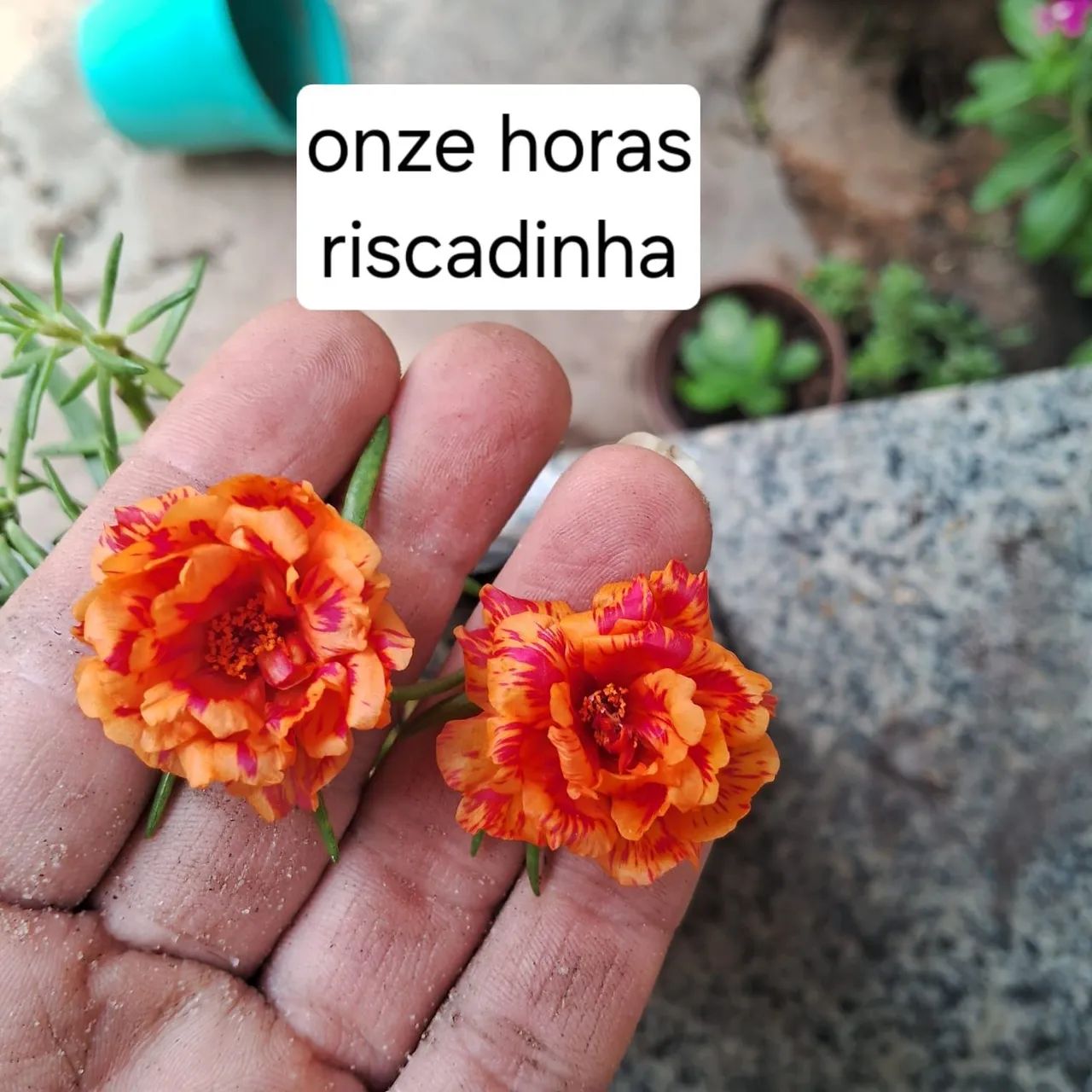 Mudas por 4,00 - Foto 5