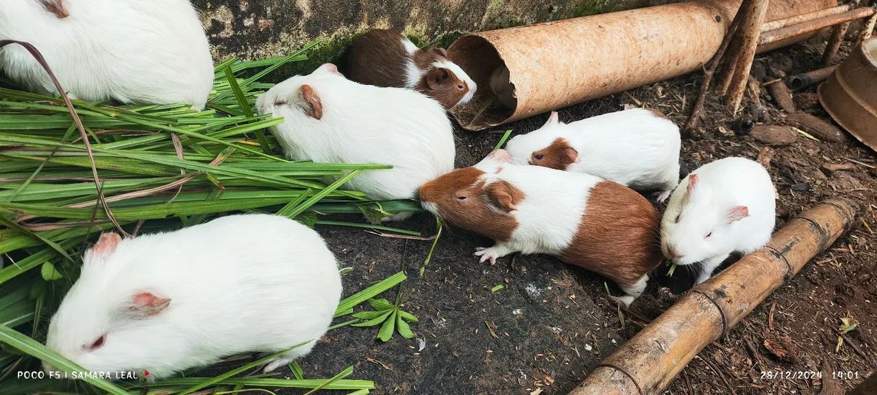 Porquinho da Índia - Foto 4