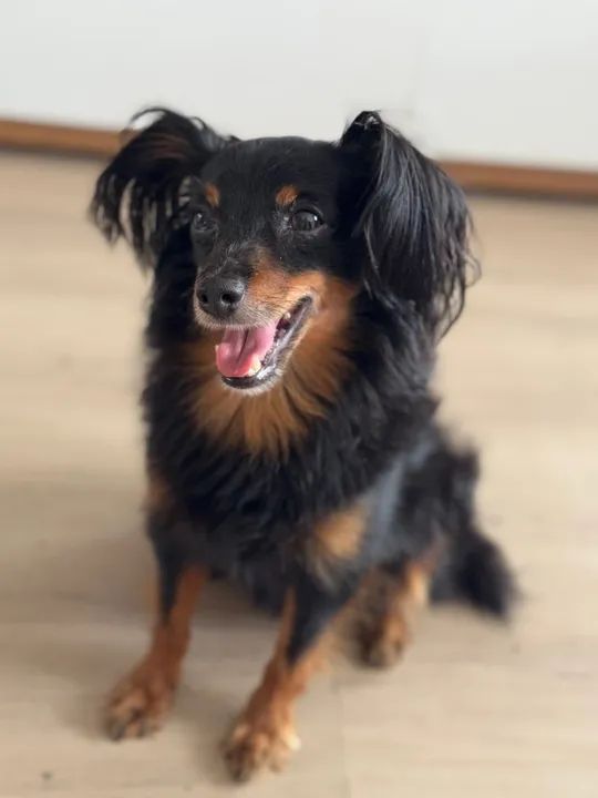 Cachorro de porte pequeno procurando o dono está perdido - Foto 4