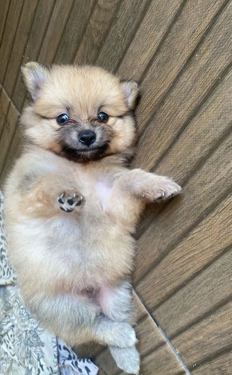 Filhote de Spitz Alemão : Pelúcia de 4 Patas! - Foto 4
