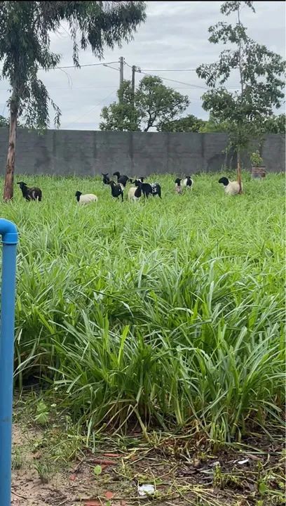 Capim BRS Kurumi e Capiaçu - Foto 2