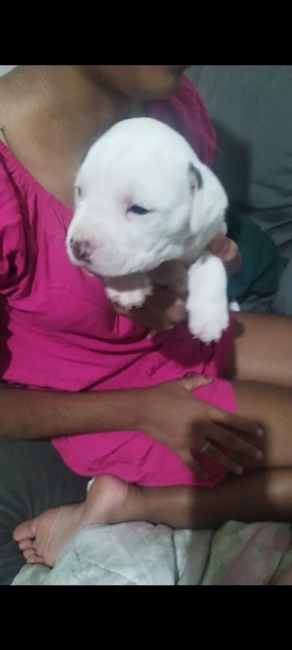 Filhote de mestiço bulldog campeiro com American staffordshire para adoção