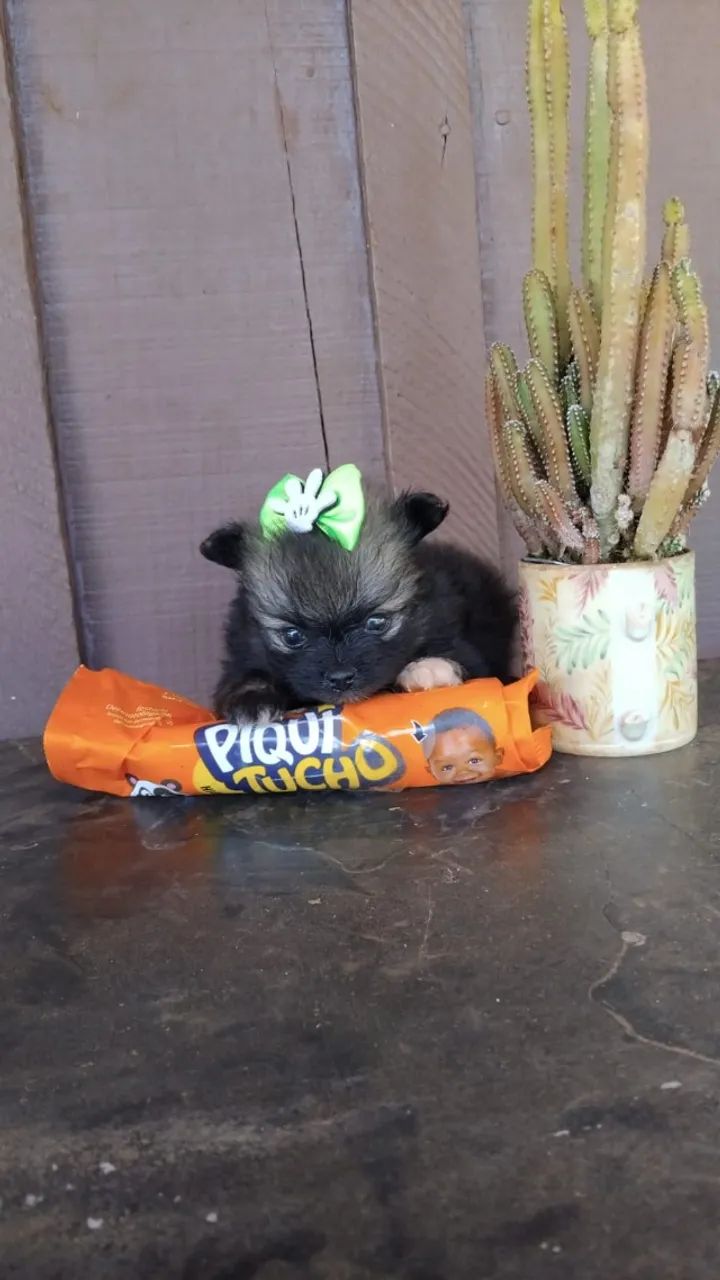 Cachorros  - Foto 2