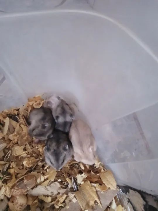 Hamster anão russo  - Foto 3