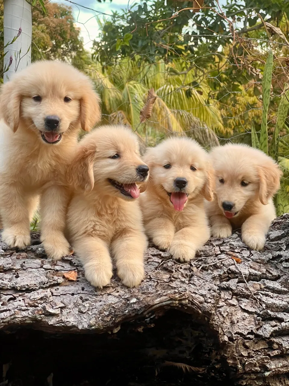 Bebês disponíveis Triunfokennel