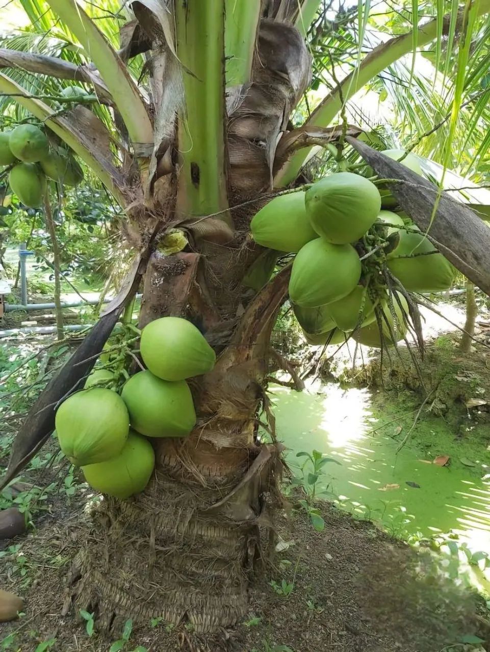 Frutifera Mudas de Coco-anão  - Foto 2