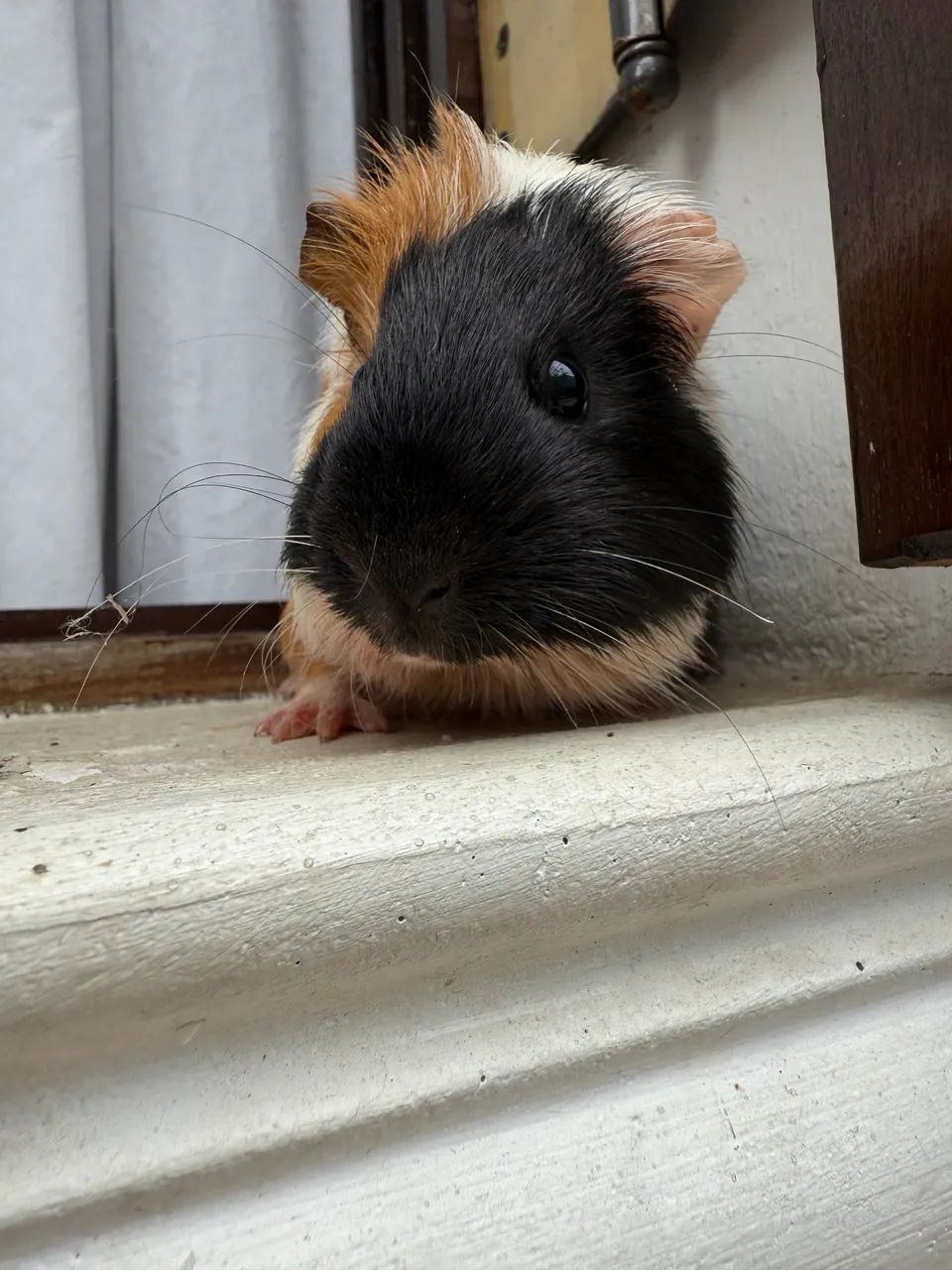 Porquinho da índia inglês fêmea  - Foto 2