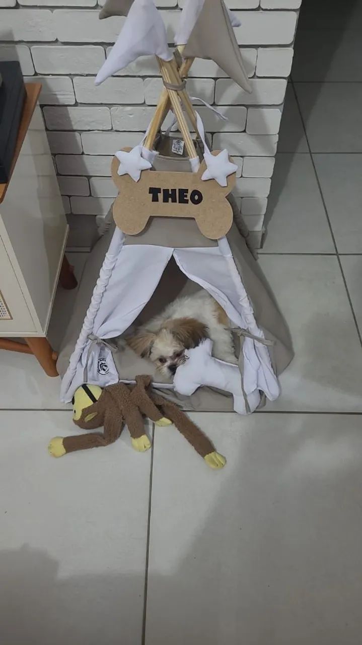 Shih Tzu Fofo e Carinhoso - Foto 2