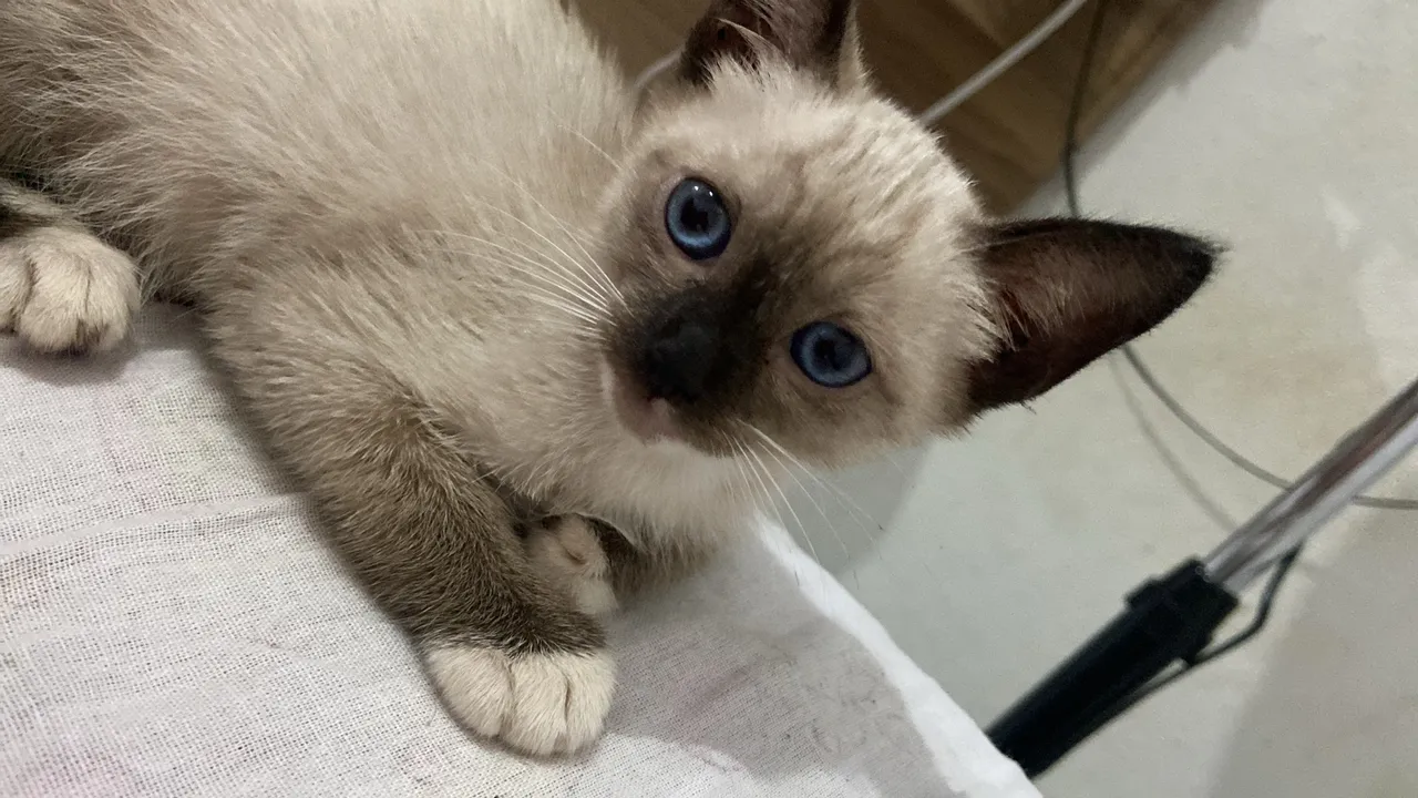 Filhote de gato Siamês - Olhos azuis e muita fofura!