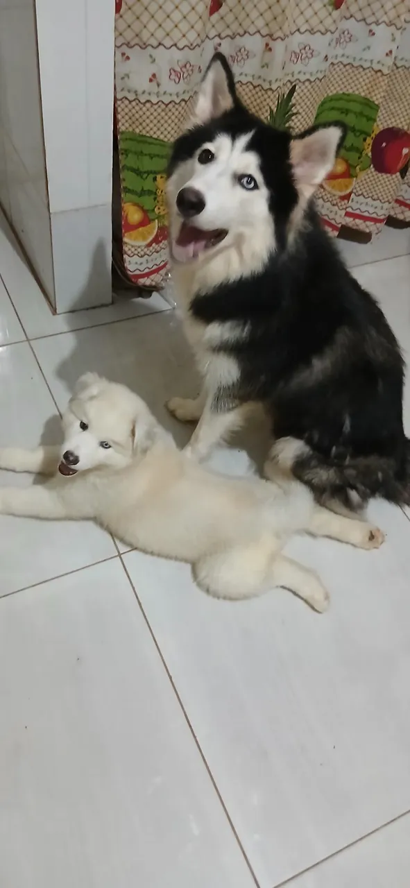 Husky Siberiano puro