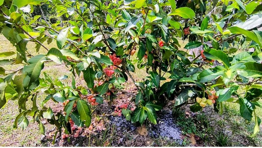 Atenção Investidores, Sitio com Igarapé, com 10 hectares, - próximo cachoeira castanh - Foto 7