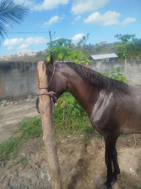 Cavalo Mangalarga Marchador - Animal de Excelente Linhagem - Foto 4