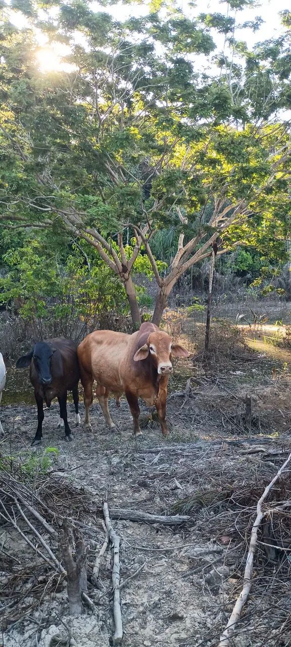 Reprodutor  - Foto 4