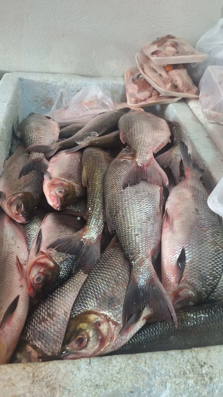Peixes frescos para restaurantes e cozinhas!