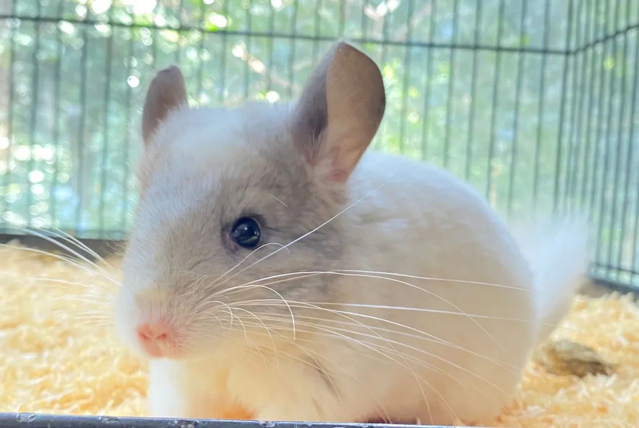 Filhotes de Chinchila  - Foto 4