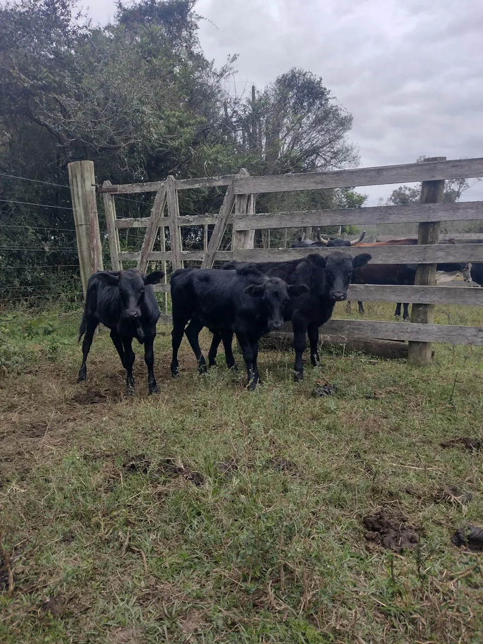 Terneiros cruza angus 