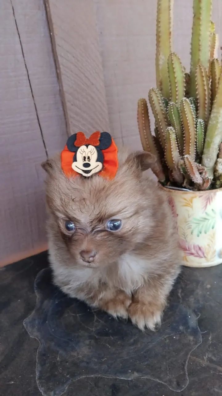 Cachorros  - Foto 4