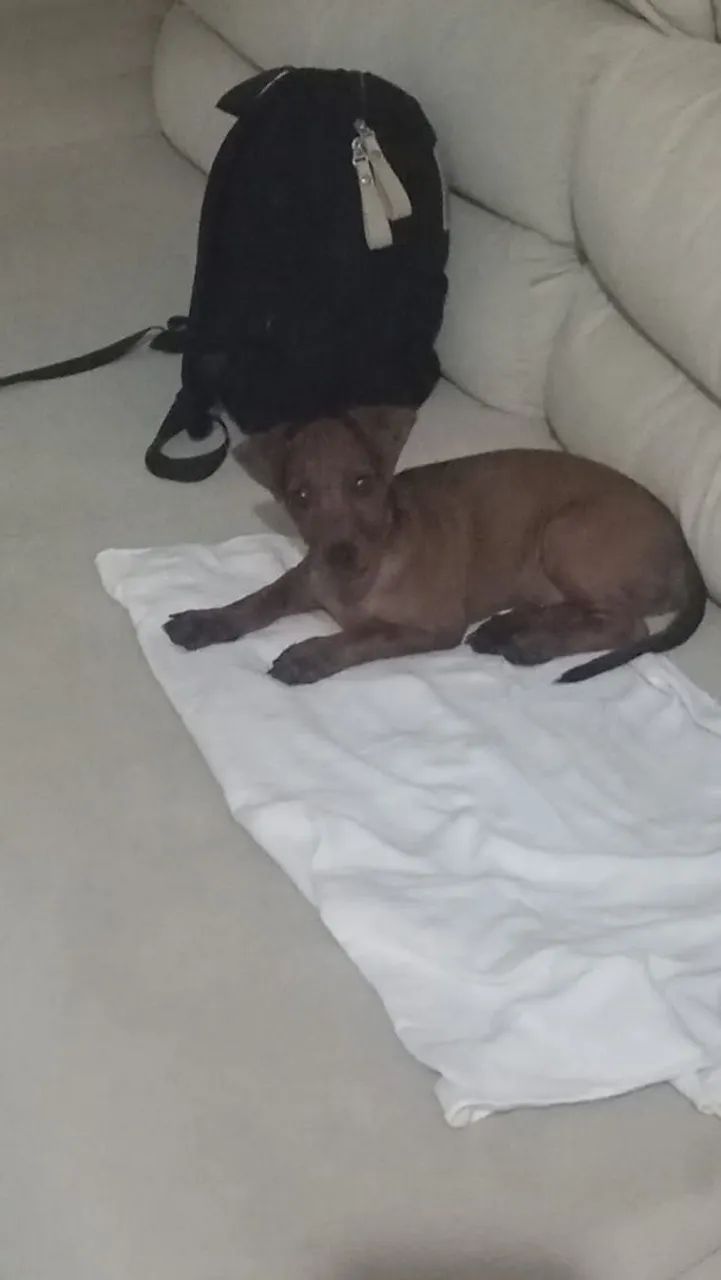 Cachorro macho pinscher 3 meses de vida muito espertinho