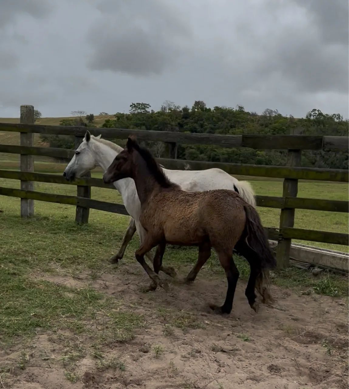 ÉGUA + POTRO + PRENHEZ netos do Ulisses Meaípe Oportunidade!!! - Foto 2