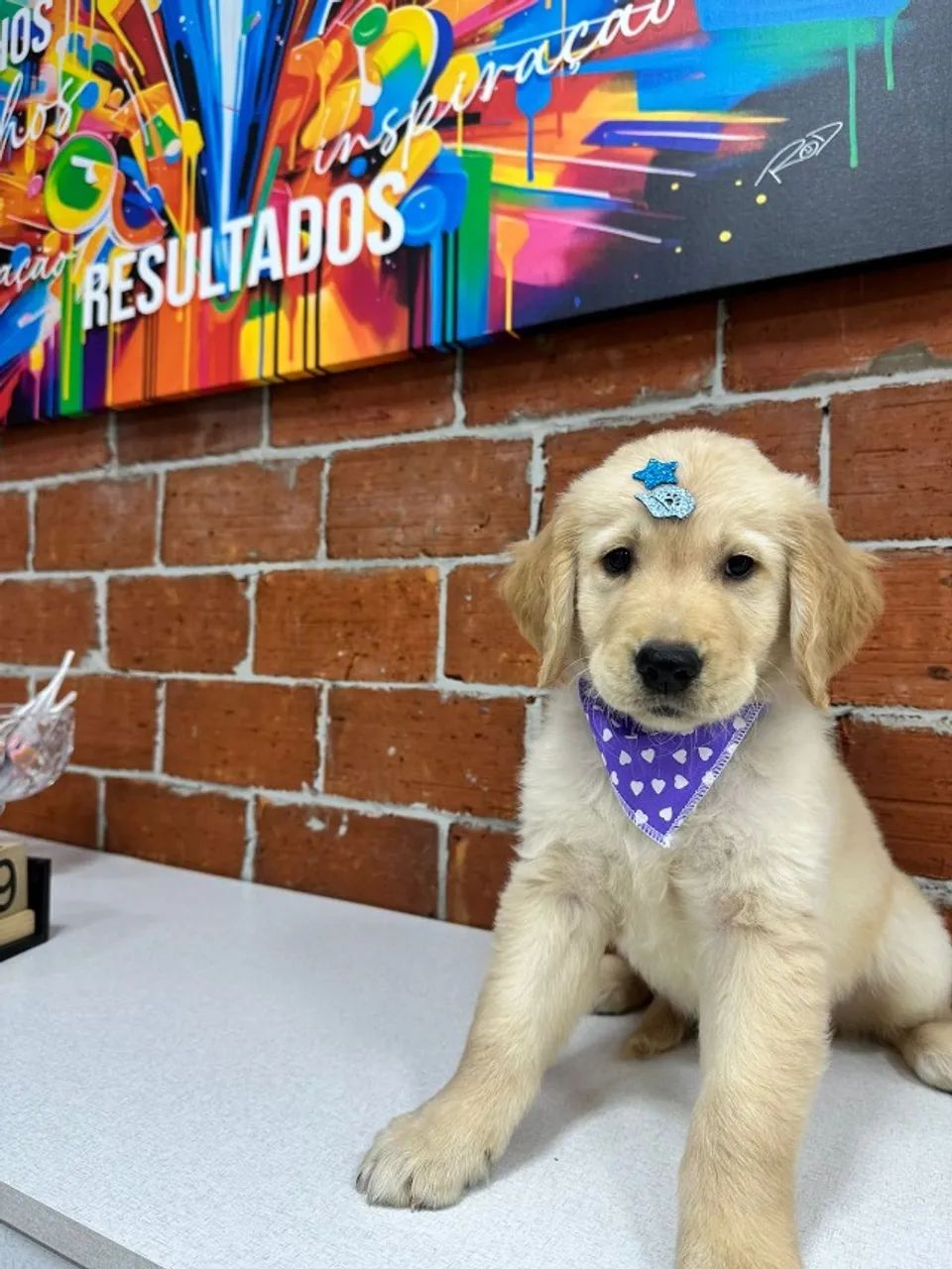 Golden Retriever disponível - qualidade garantida