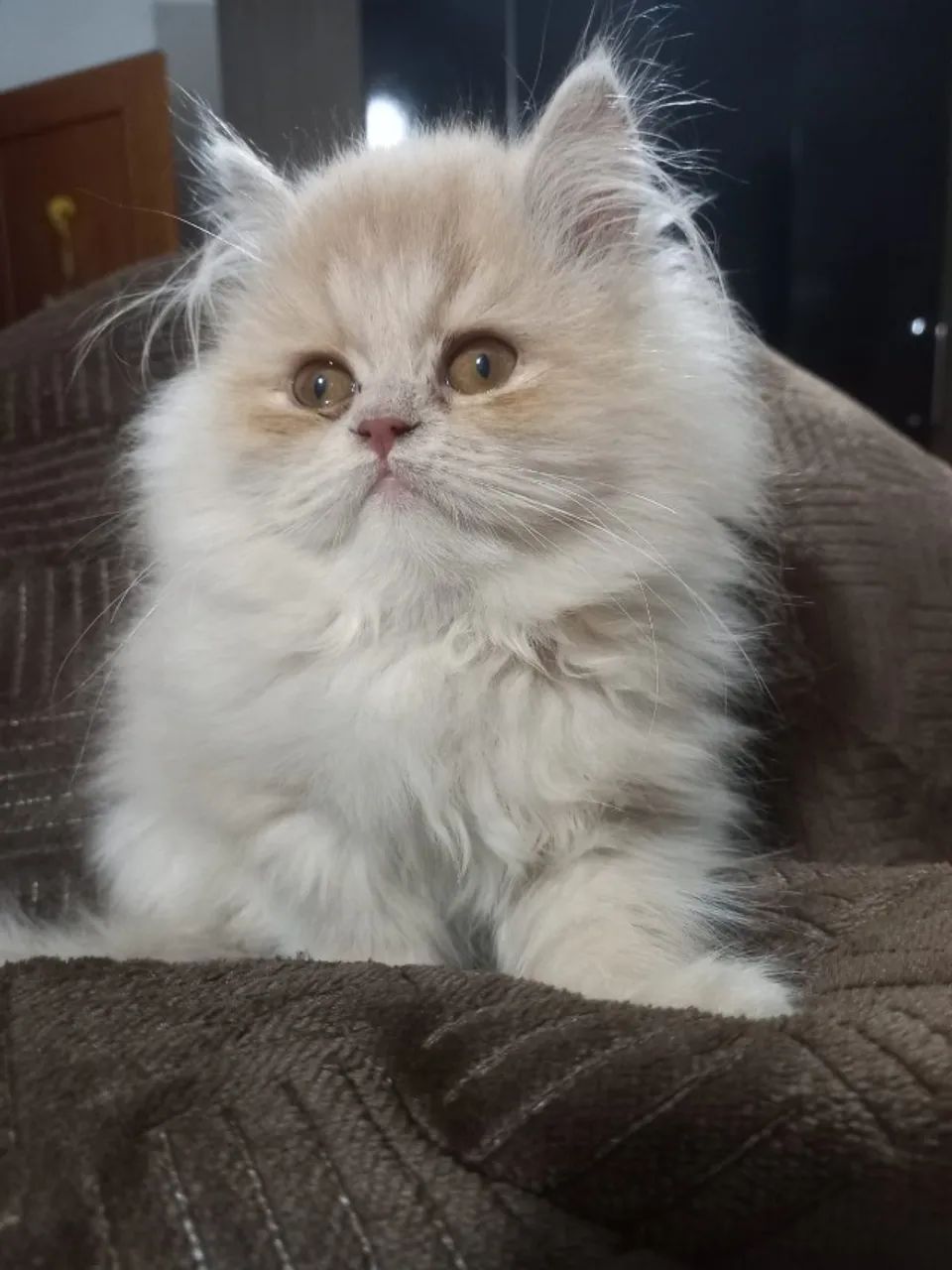 Filhote de gato persa64606581961346121