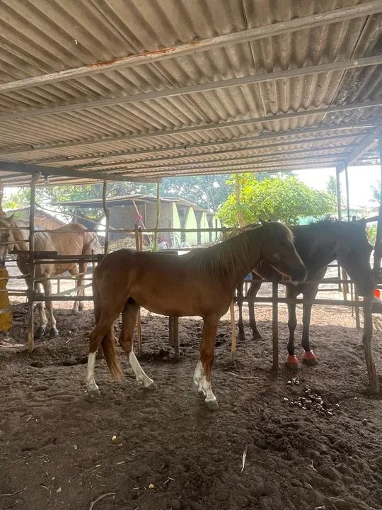 Cavalo Piquira Marchador  - Foto 2