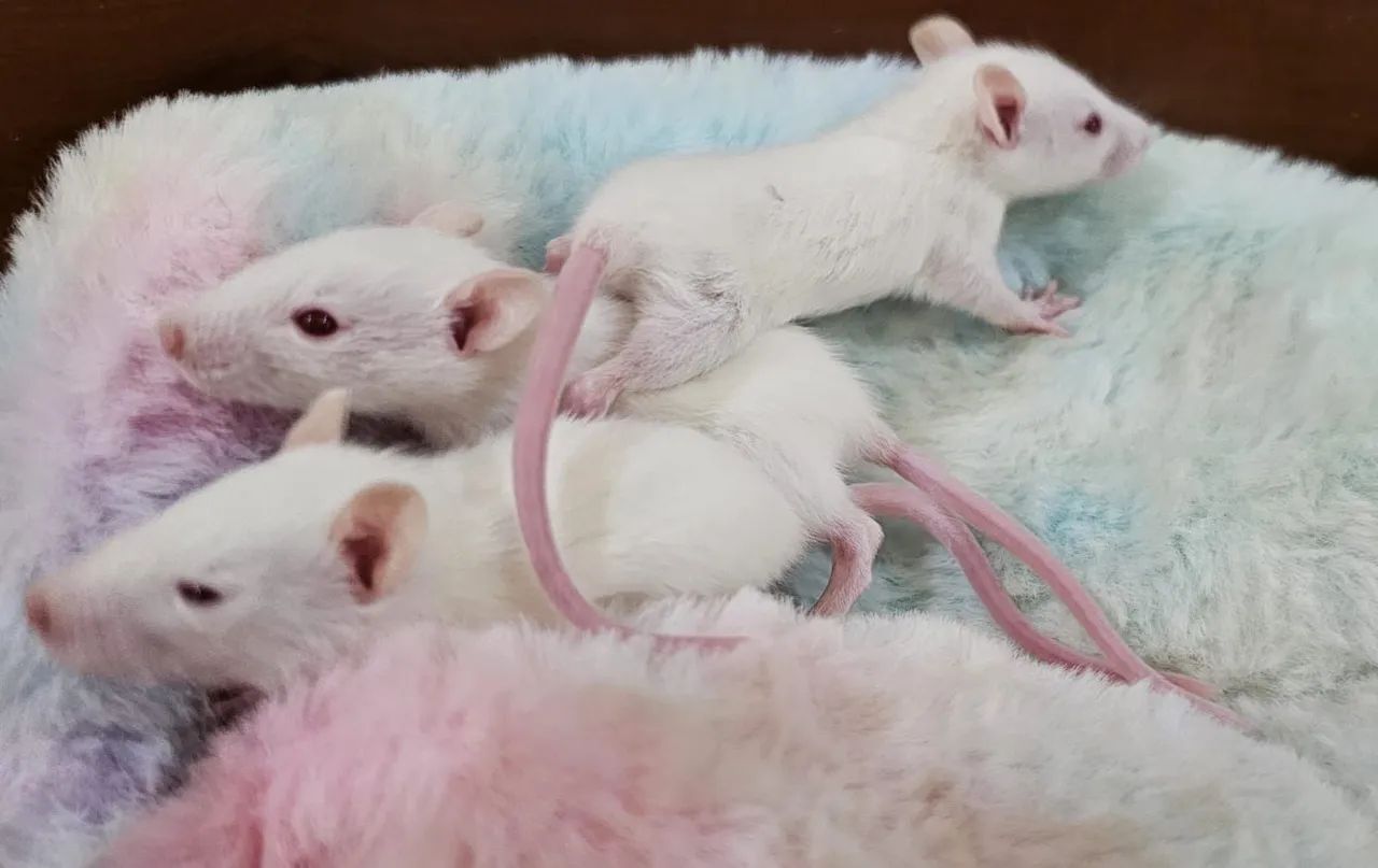 Twister carinhosos - Alto padrão - Foto 4