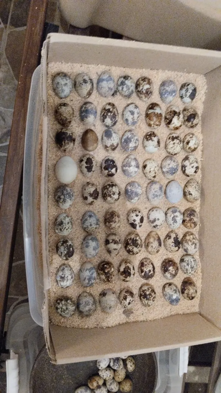 Ovos férteis e pintinhos de codornas