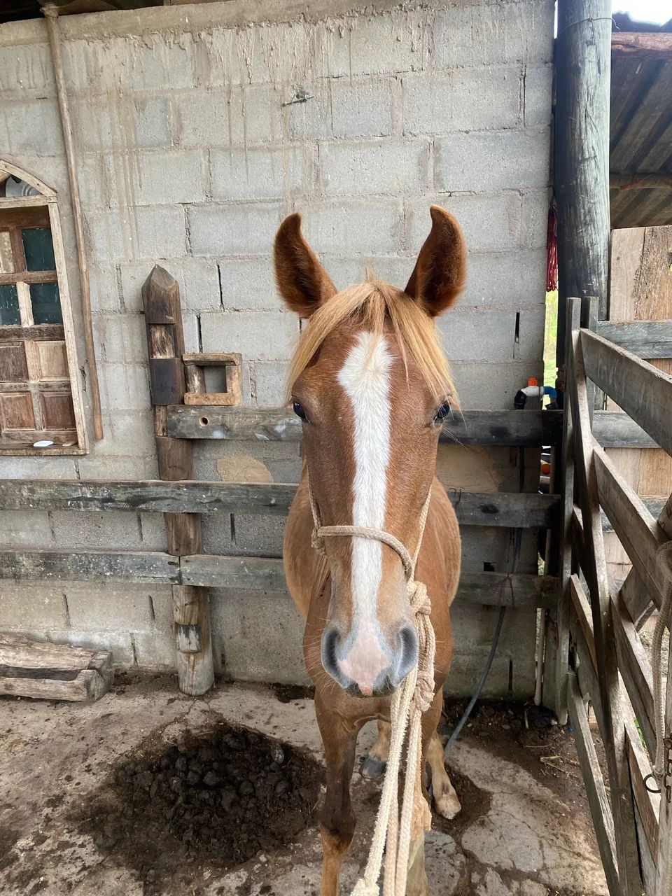 Potro neto do esteio de três corações 