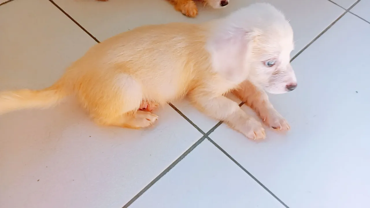 Filhote de cachorro poodle com dachshund