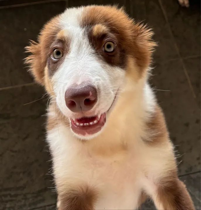 Border Collie Filhote - 4 Meses - Foto 2