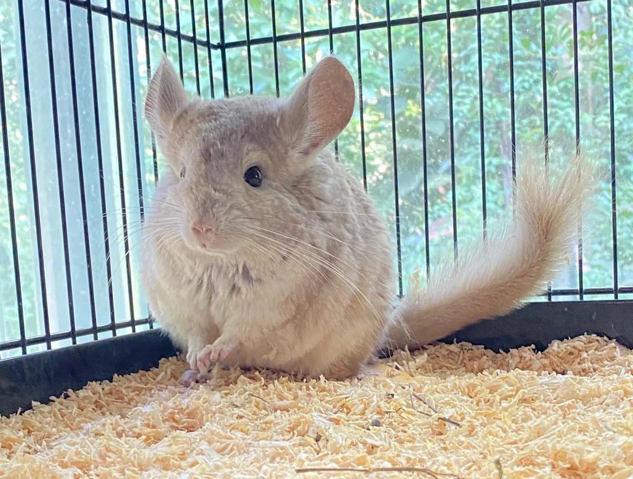 Filhotes de Chinchila  - Foto 5