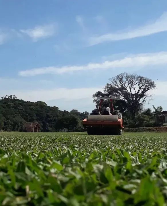 Grama de qualidade!! Esmeralda ou São Carlos. - Foto 4