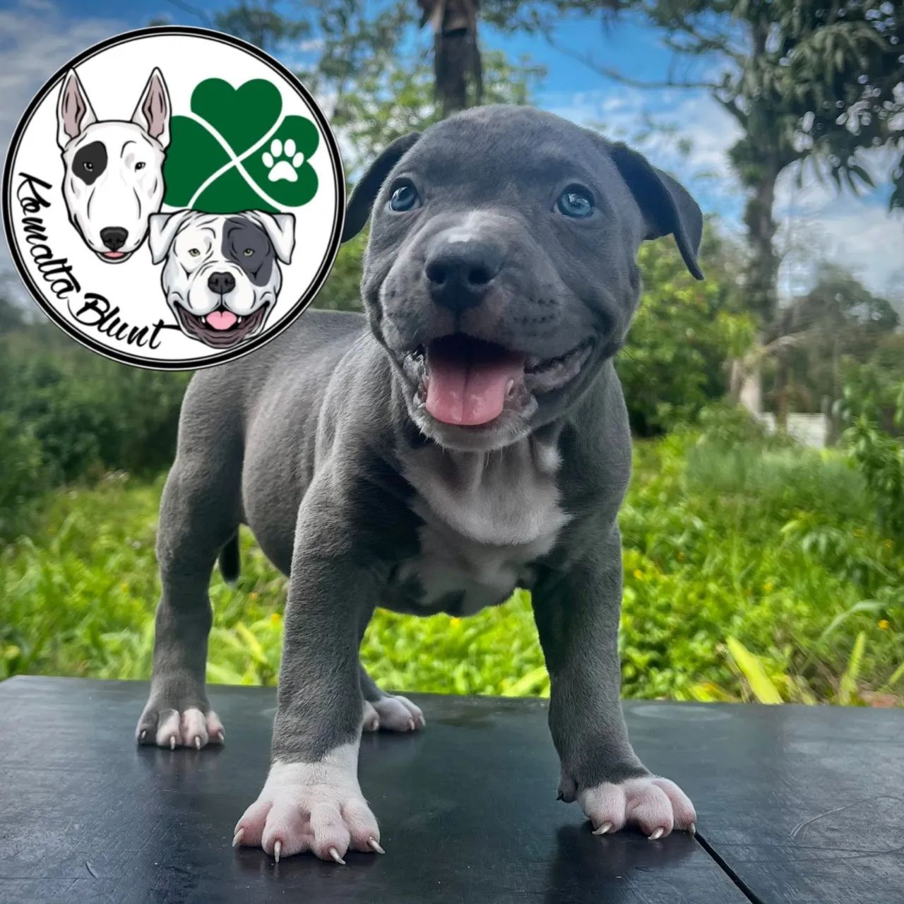 Pit Monster, filhotes com garantia e Pedigree - Foto 2