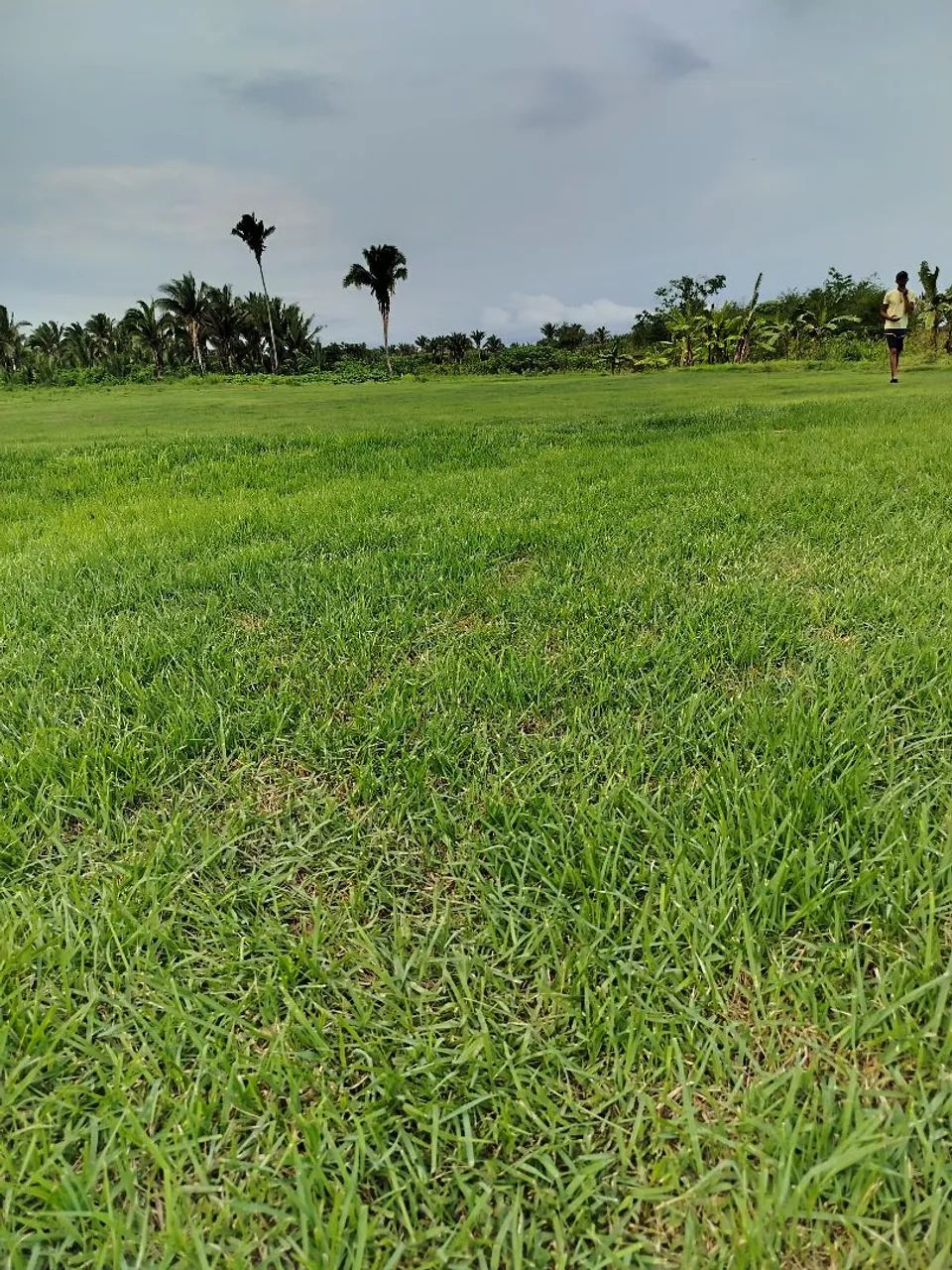 Grama esmeralda - Foto 2