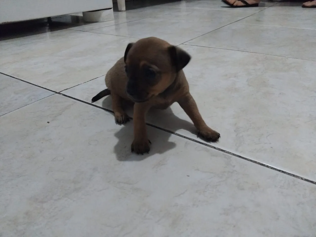 Filhote Pinscher N°1