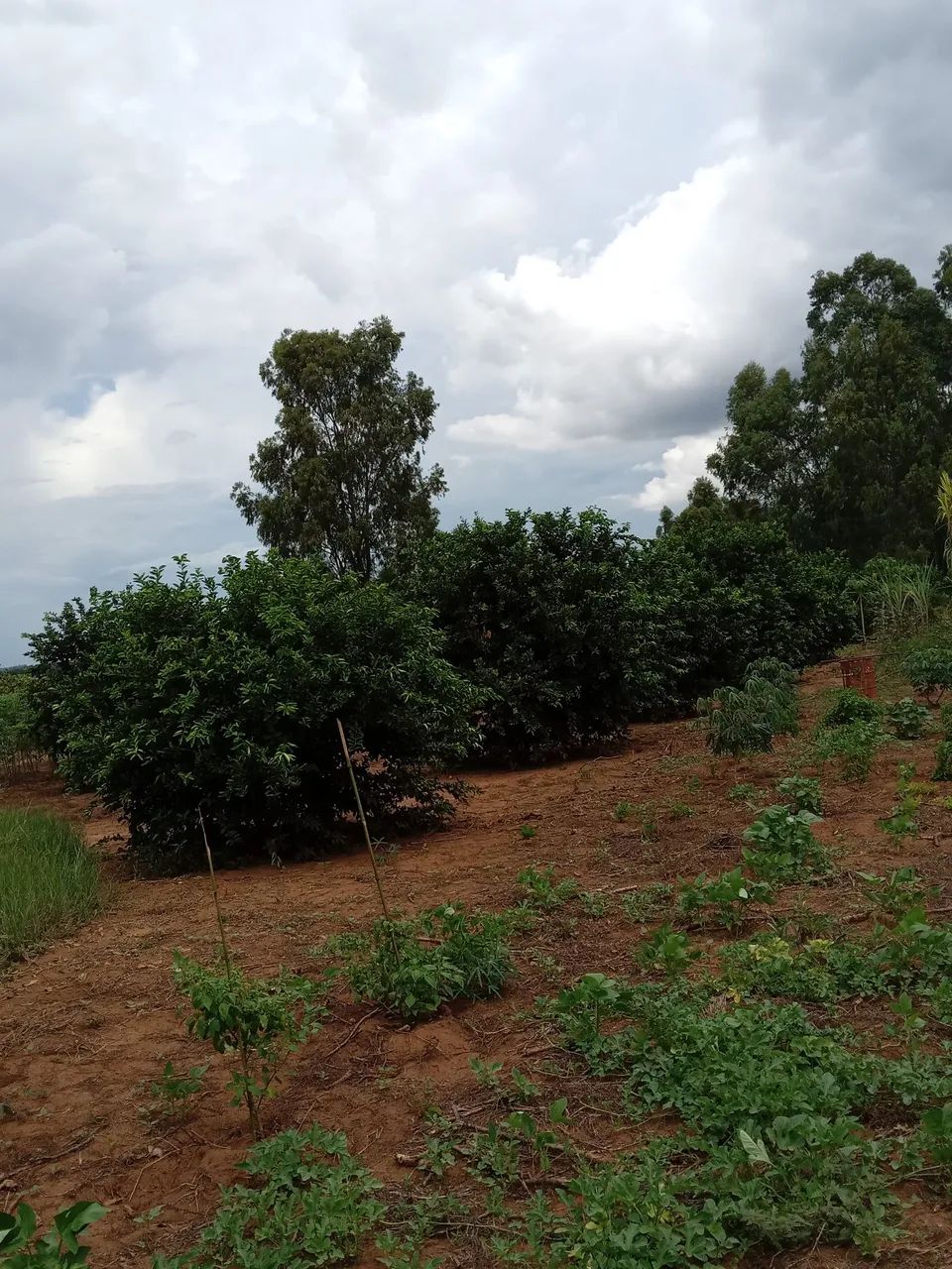 Chácara Região Capão Sidrolândia MS 15.932,7 hectares!!! - Foto 3