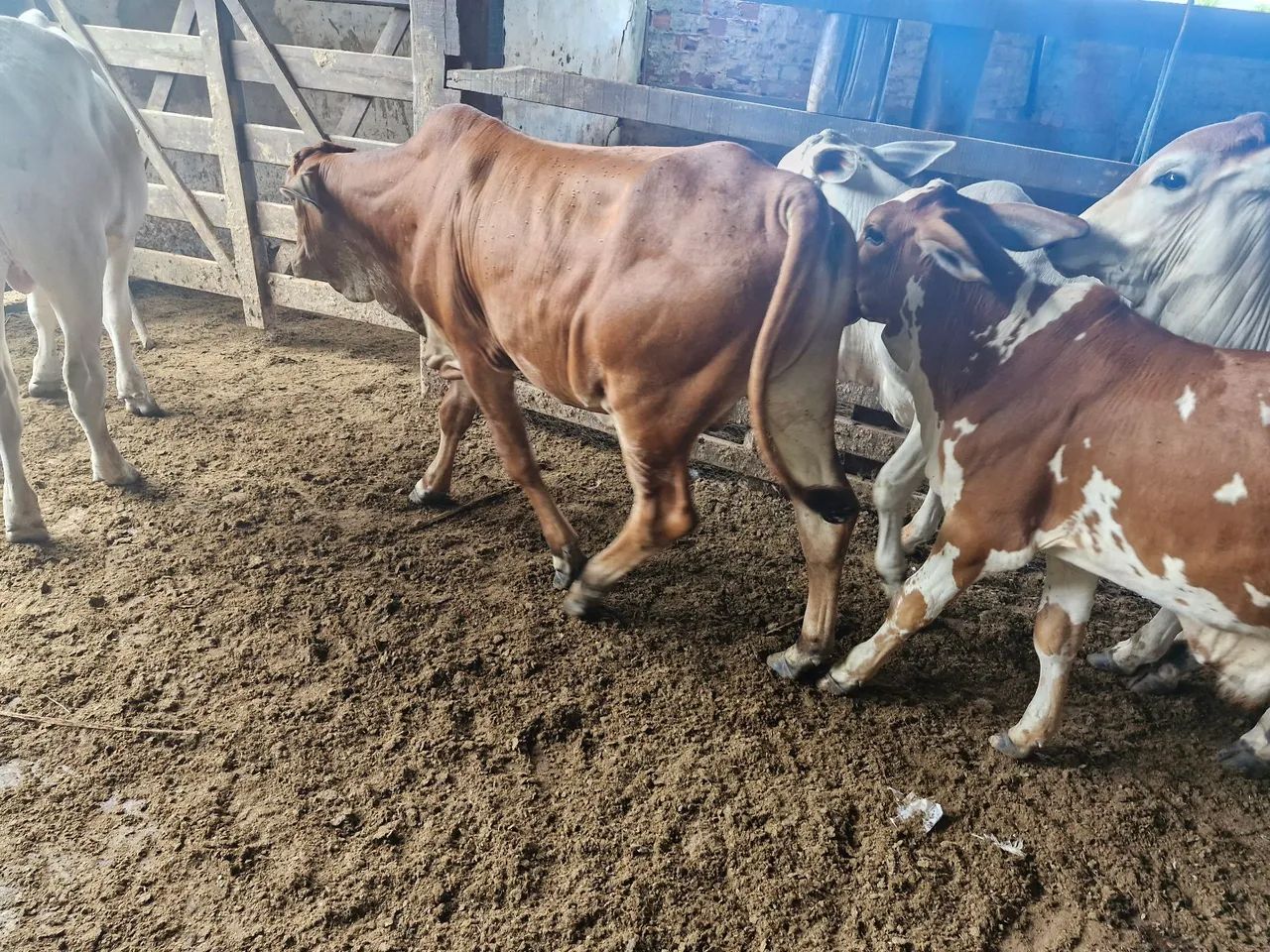Bezerro desmamado - Foto 3