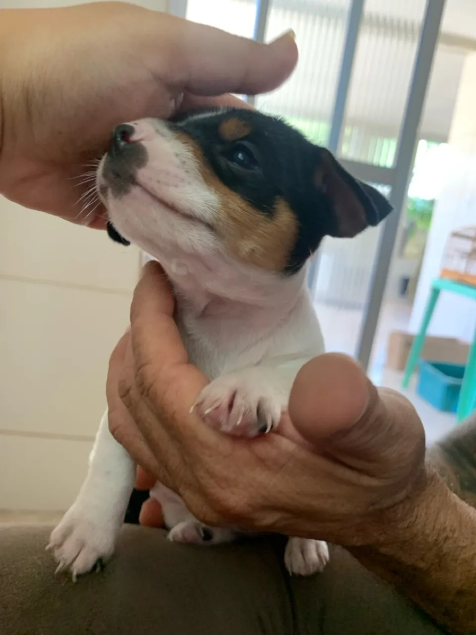 Filhote de miniatura Pinscher
