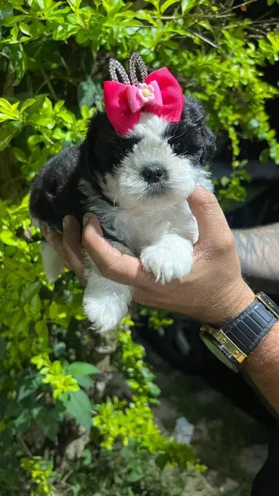 "Shih Tzu Filhotes à Venda: Pequenos, Fofos e Cheios de Amor"