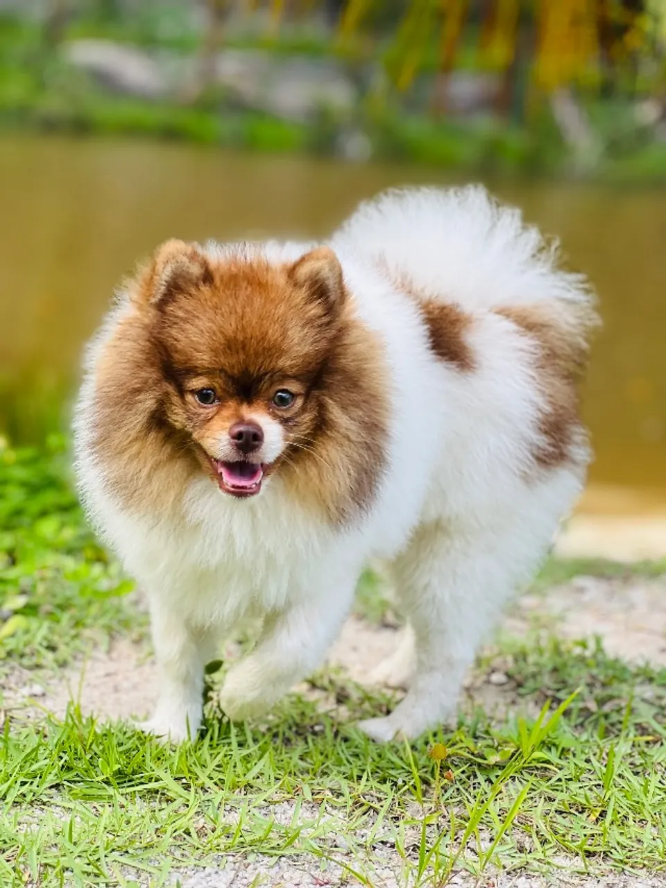 Spitz alemão