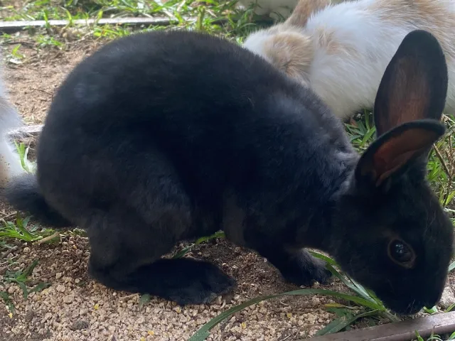 Coelho Mini Rex Macho 2 meses