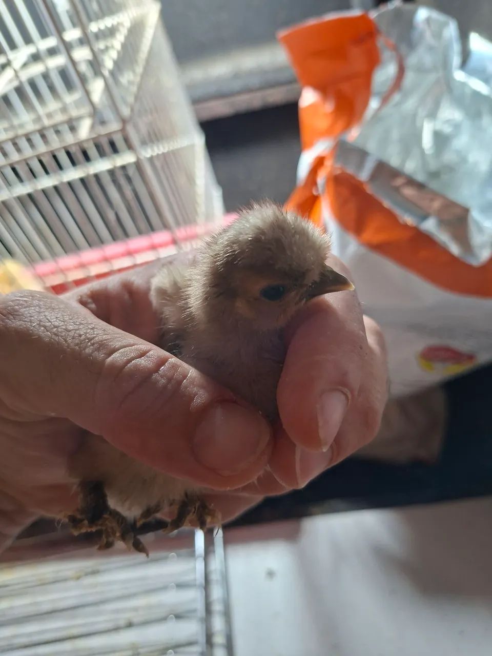 Pintinhos  Sedosa e Brahmam puros - Foto 2